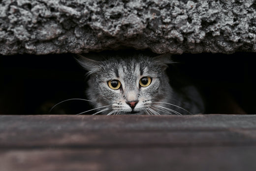 The difference between a stray and a free cat